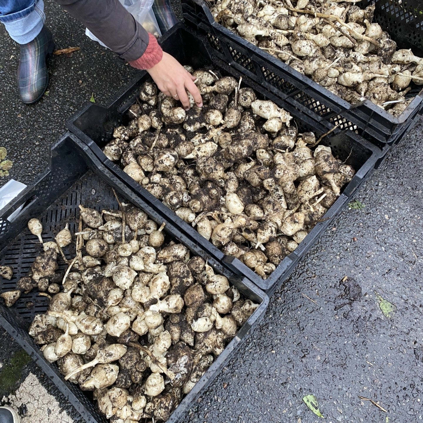 Høst i kjøkkenhagen / 8. oktober / Fåbro Hage