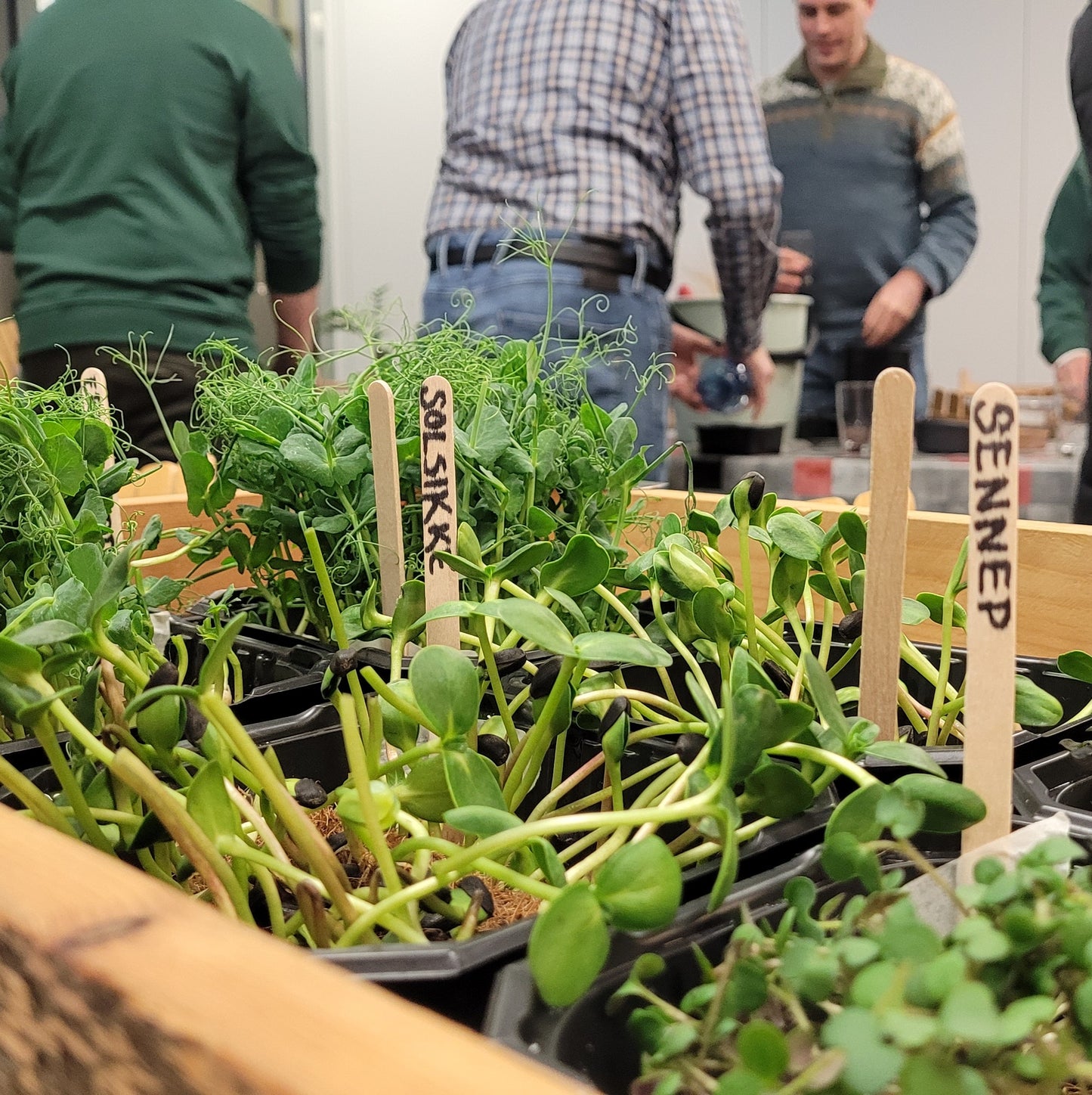 Kurs i mikrogrønt / 20. januar/ Økern Portal