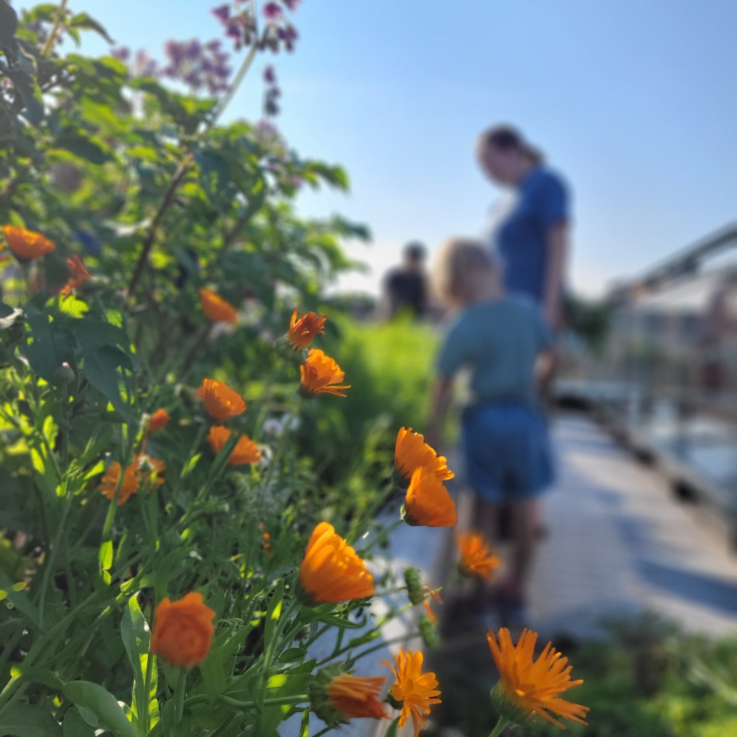 Samdyrkelag - dyrk til sommerferien