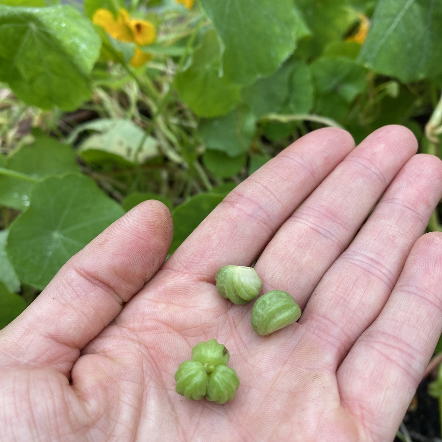 Høst i kjøkkenhagen / 8. oktober / Fåbro Hage