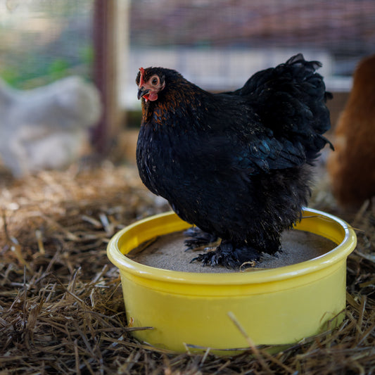 Hønseslipp / 22. mars / Fåbro Hage
