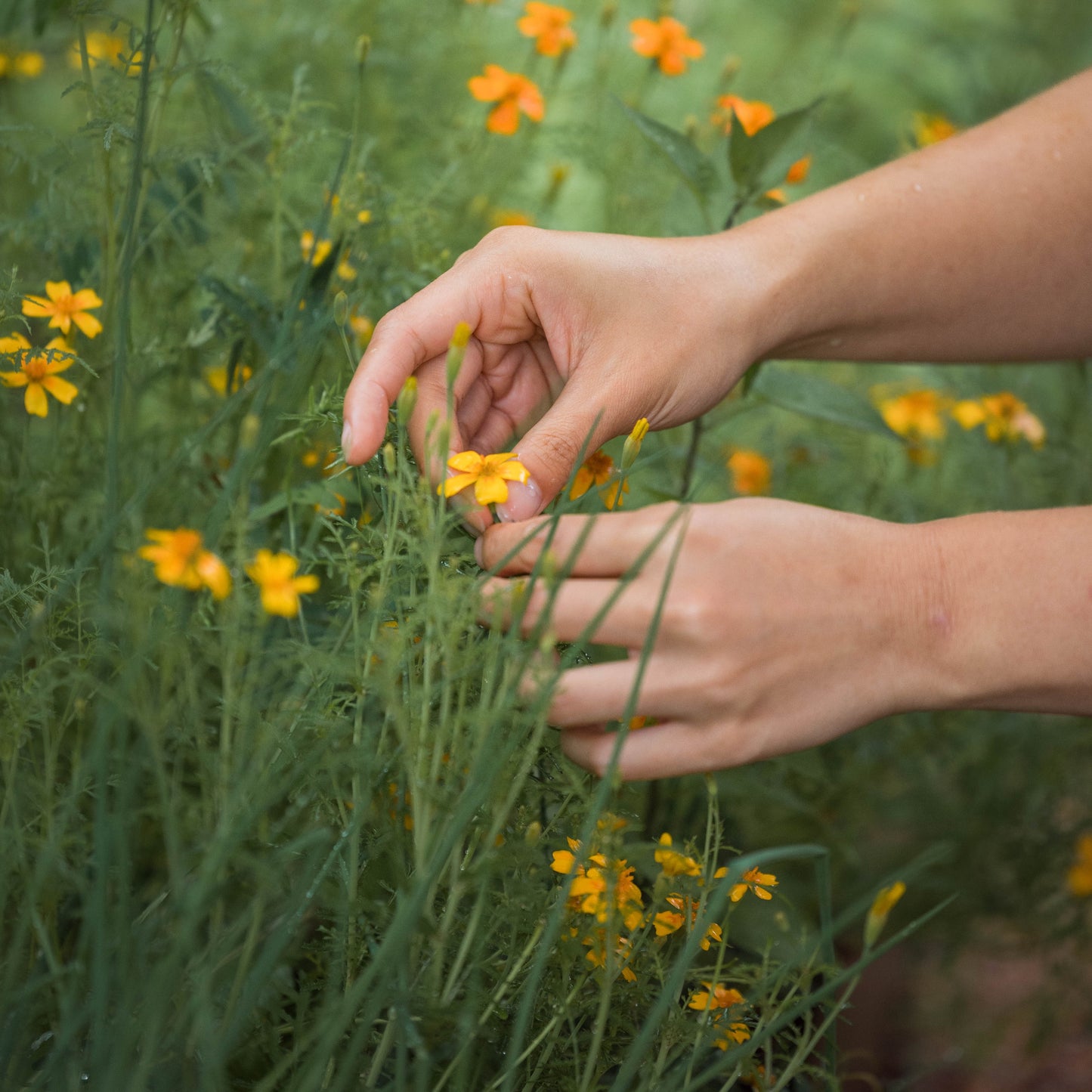 Lag en blomsterkrans til St. Hans / 21. juni / Fåbro Hage