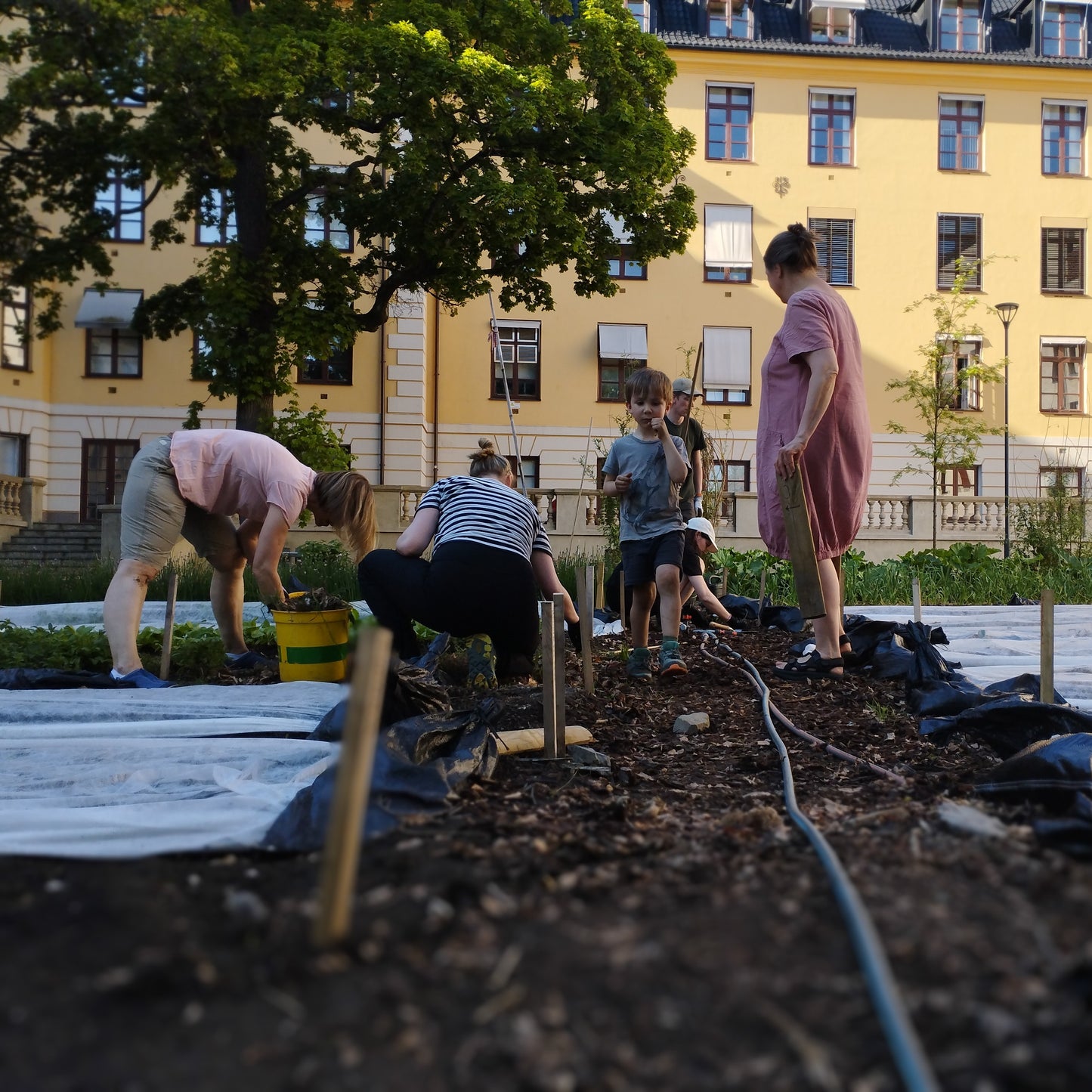 Samdyrkelag - dyrk til sommerferien
