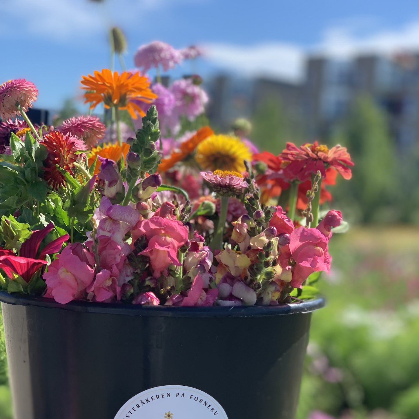 Blomsterbøtte / Henting fredager