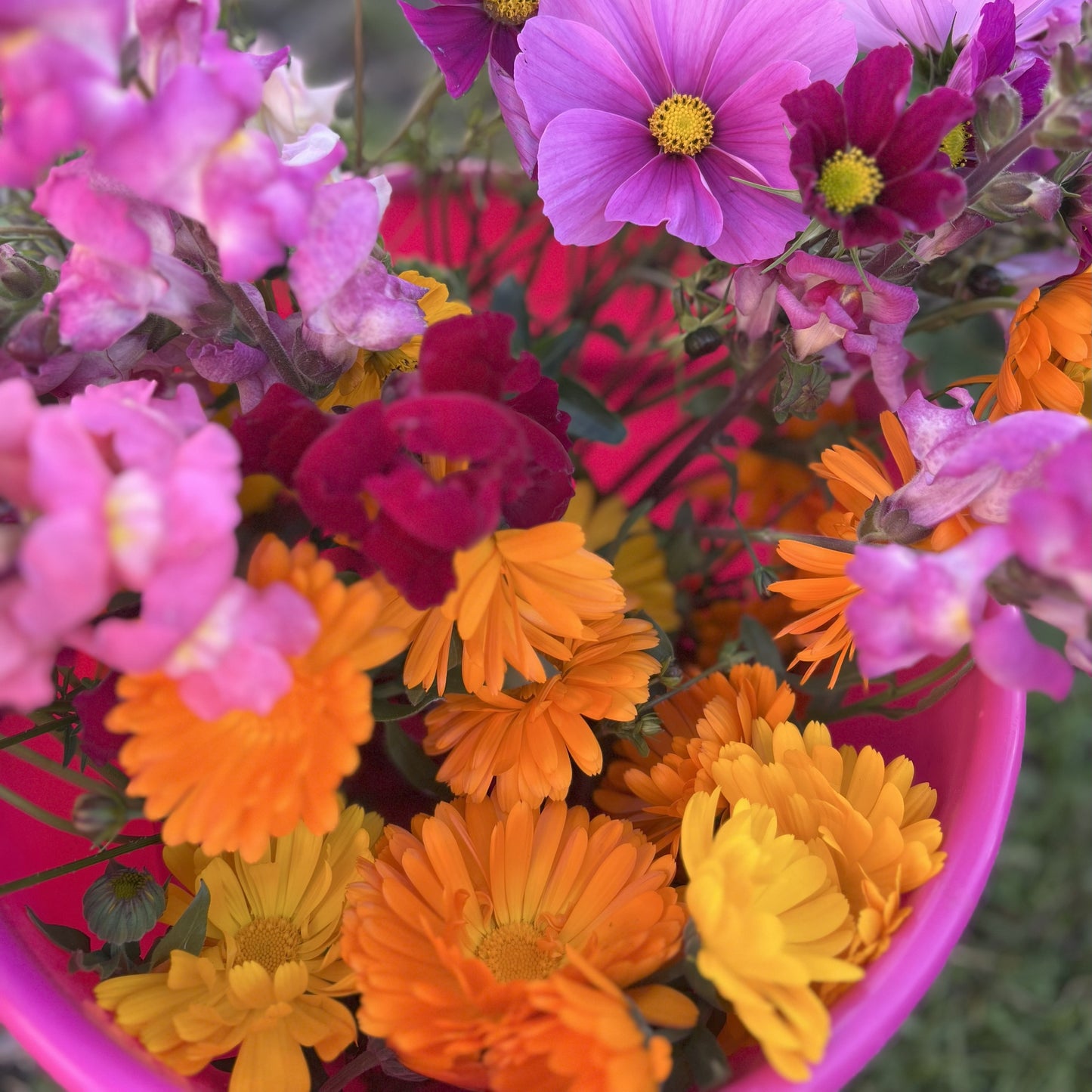 Selvplukk i blomsteråkeren / 6. september / Fornebu