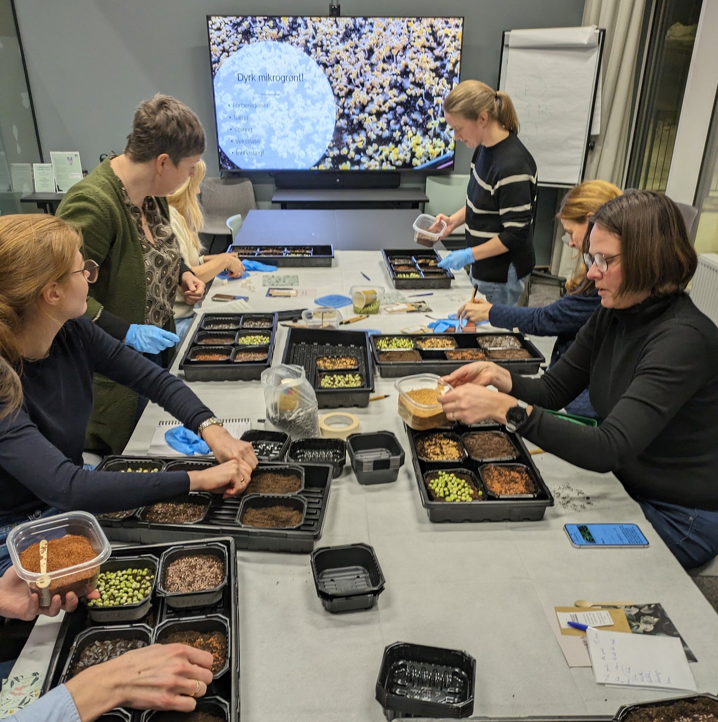 Kurs i mikrogrønt / 20. januar/ Økern Portal