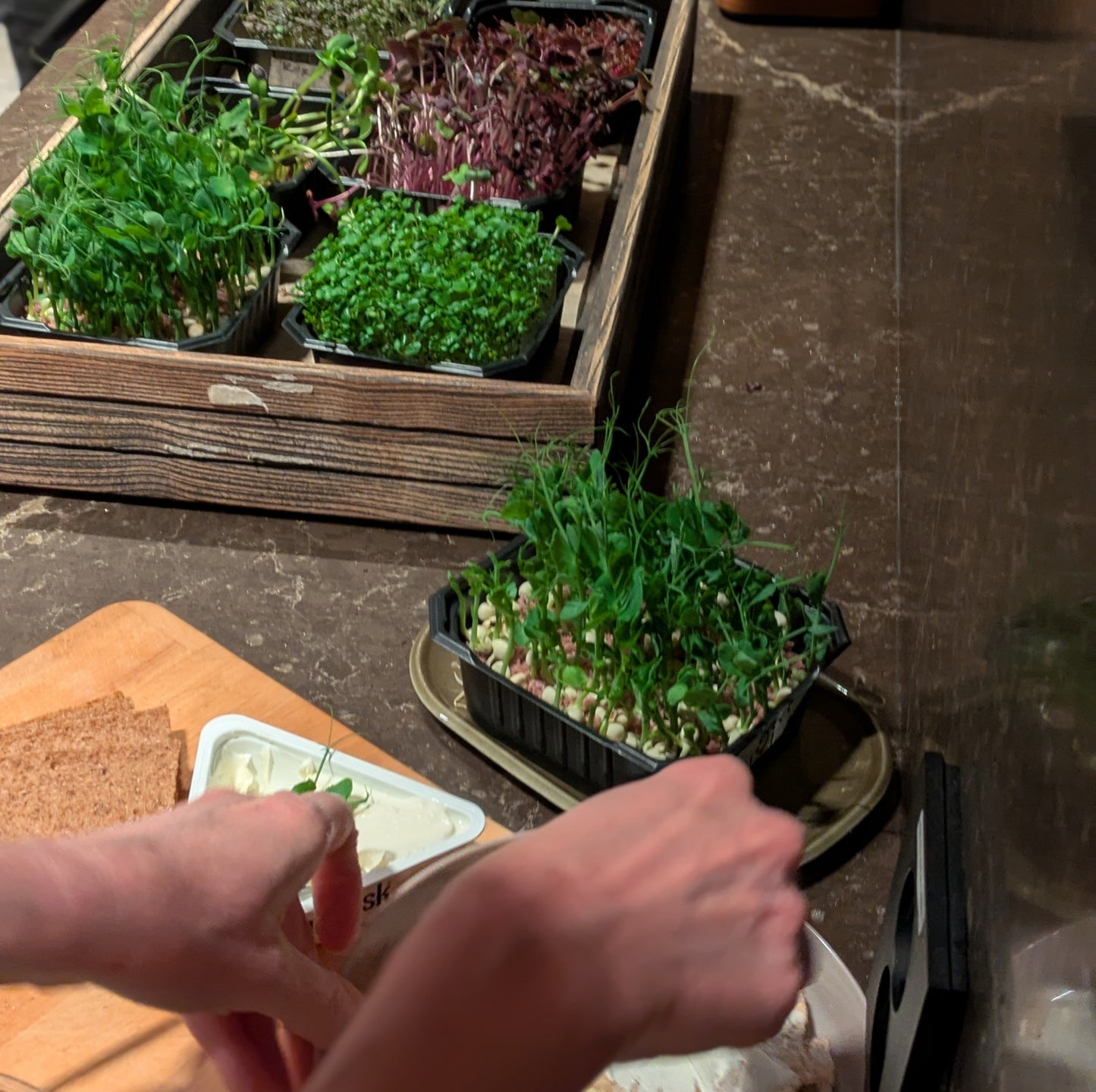 Kurs i mikrogrønt / 20. januar/ Økern Portal