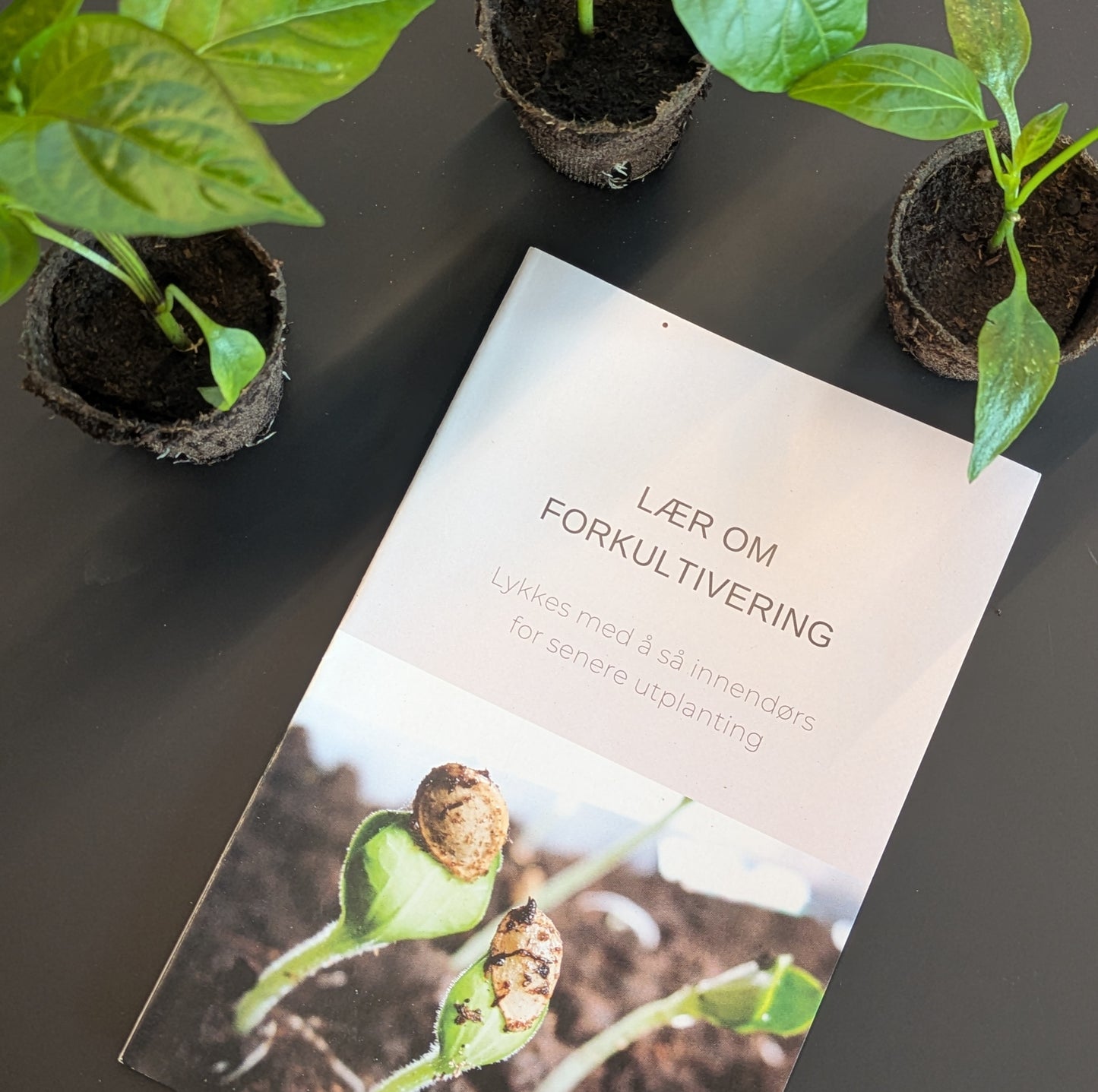 Kurs i forkultivering / 3. mars / Økern Portal