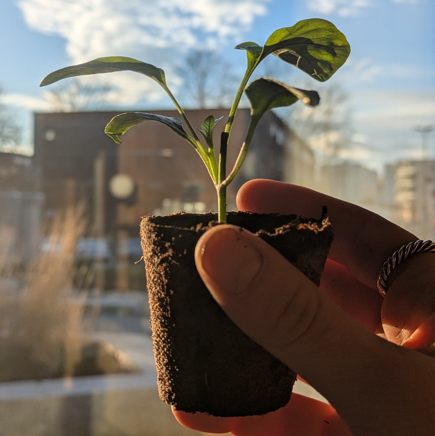 Kurs i forkultivering / 3. mars / Økern Portal