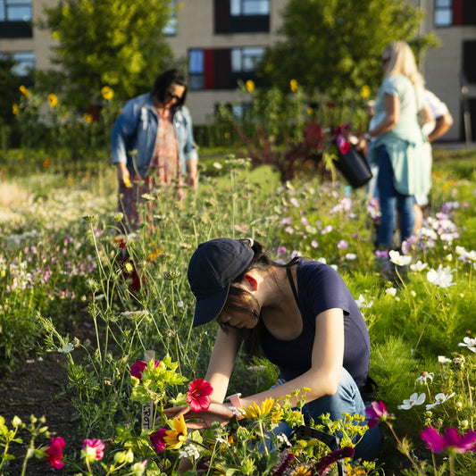 Selvplukk i blomsteråkeren / 30. august/ Fornebu