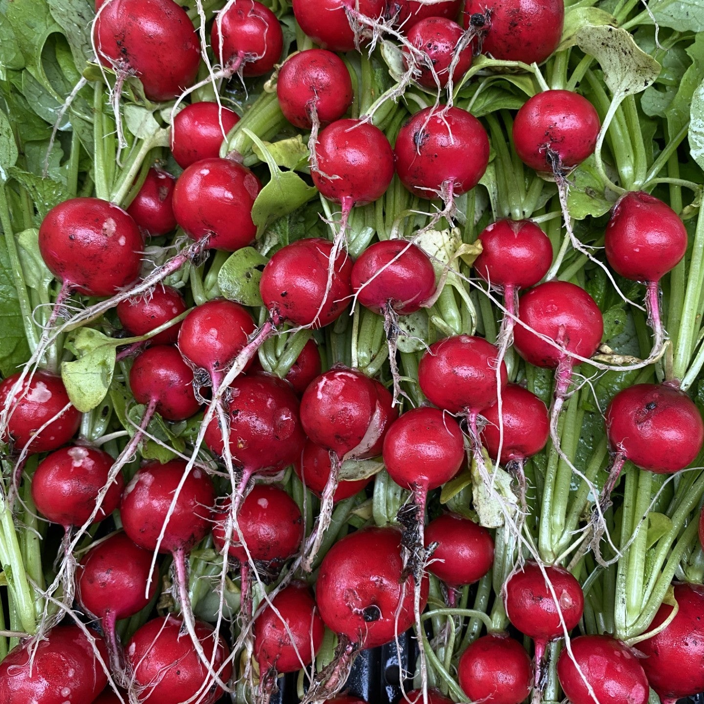 Høst i kjøkkenhagen / 8. oktober / Fåbro Hage