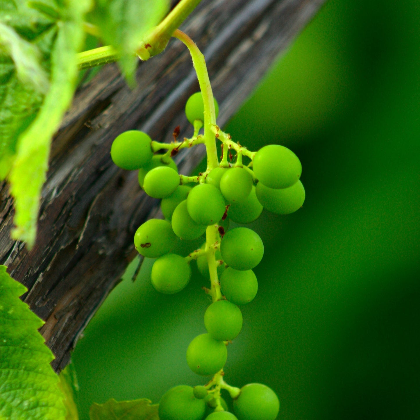 Kurs i å dyrke druer / 4. juni / Fåbro Hage