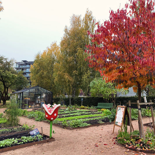 Høst i kjøkkenhagen / 8. oktober / Fåbro Hage
