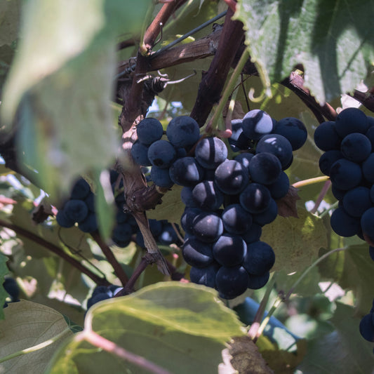 Kurs i å dyrke druer / 4. juni / Fåbro Hage