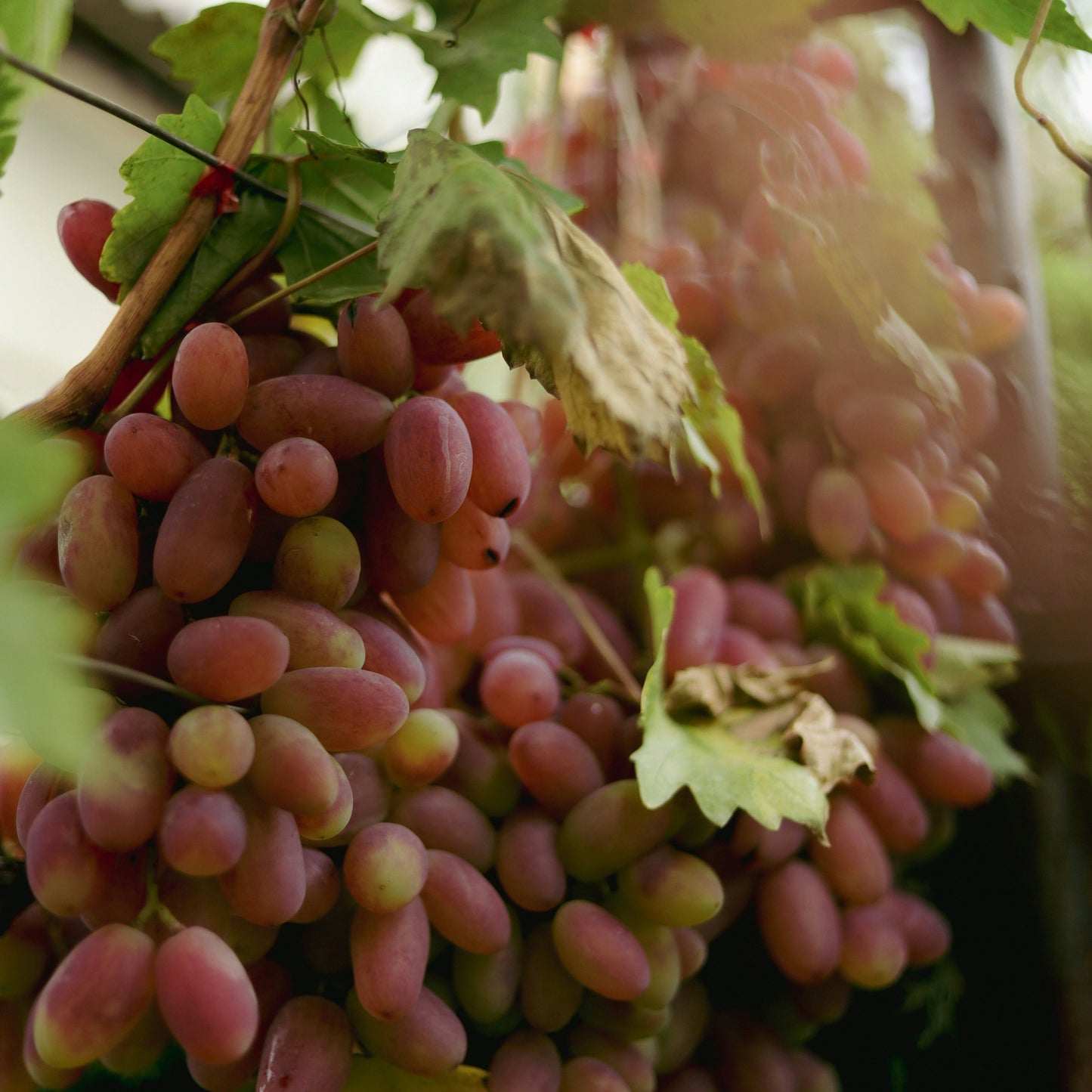 Kurs i å dyrke druer / 4. juni / Fåbro Hage